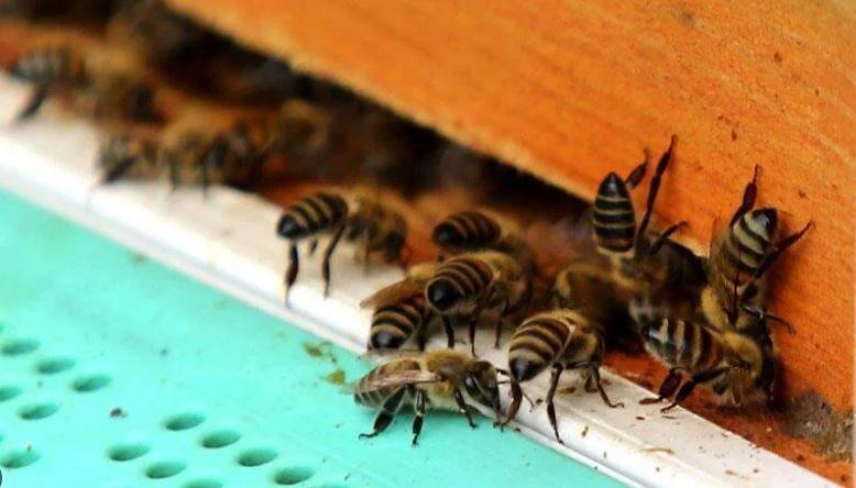 Arıları ne kadar tanıyorsunuz? Arılar hakkında ilginç bilgiler 23